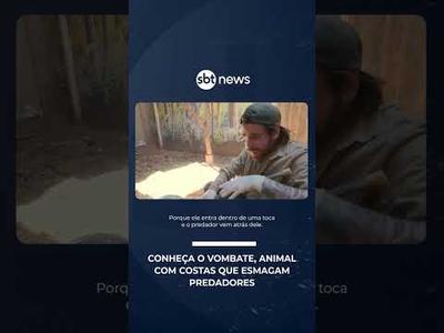 Expedição Animal: conheça o vombate, animal que esmaga predadores com as costas | #SBTNoticias