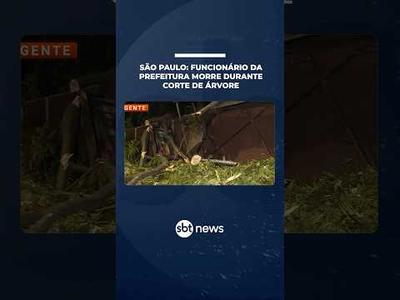 Funcionário da Prefeitura morre após ser atingido por árvore durante corte em SP | #SBTNotícias