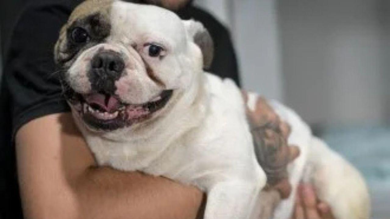 Sargento da PM que atirou em buldogue em BH é liberado