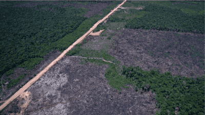 Alertas de desmatamento na Amazônia caem ao menor patamar