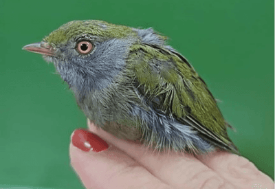 Estrangeiro é preso ao tentar levar 18 aves silvestres do Brasil para a França