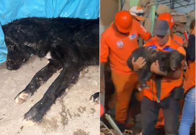 Cachorro é resgatado com vida após desabamento causado por explosão de gás em Olinda (PE)