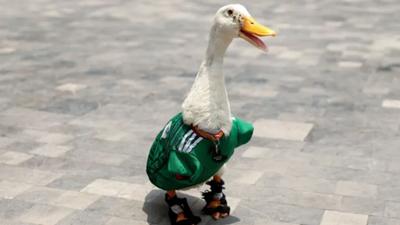 Pato mascote da Copa ganha convite para ver jogo do México