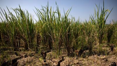 ONU projeta alta da fome aguda com avanço de El Niño forte