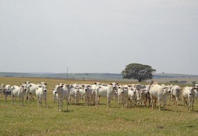 Cota da China corta 35% da demanda por carne brasileira