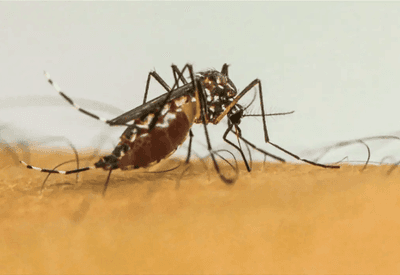 Casos de dengue ultrapassam 1,1 milhão no Brasil e Porto Alegre decreta emergência