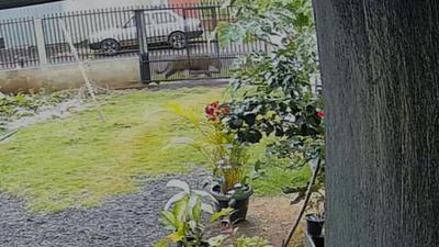 Onça é vista em bairro de Foz do Iguaçu (PR) 
