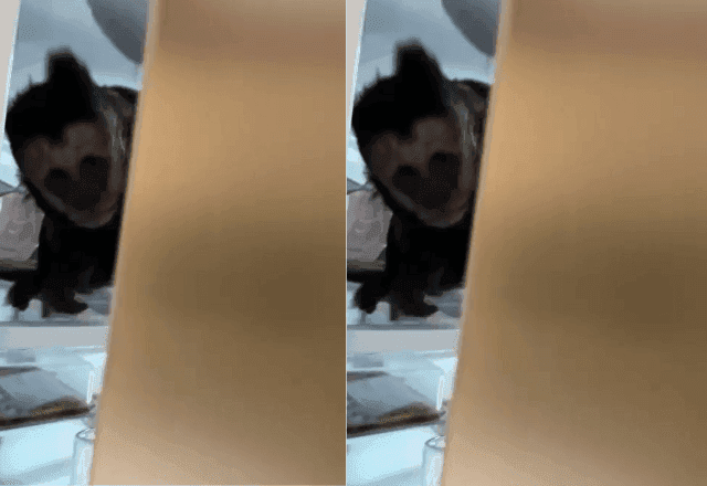 Jovem ouve barulho em casa e encontra macaco dentro da geladeira no Rio