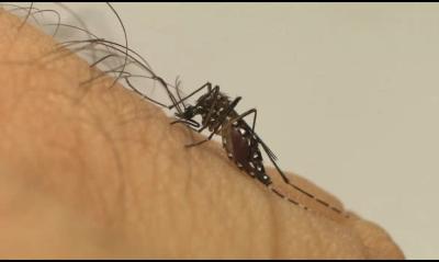 Mosquito da dengue pode "ignorar" repelente, diz estudo