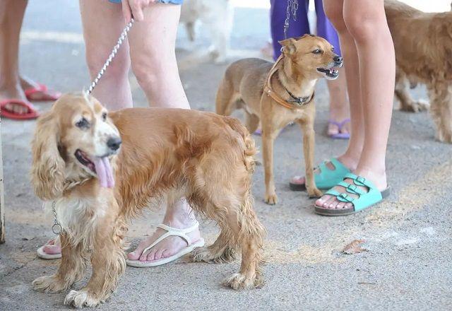 Senado aprova projeto para criar cadastro nacional de animais domésticos