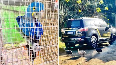 PF prende suspeito de tráfico de animais em Niterói (RJ)
