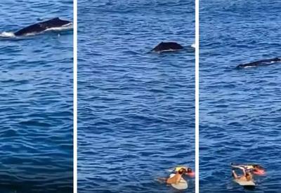VÍDEO: Baleia surpreende e aparece durante resgate de pescador em Itacoatiara (RJ)