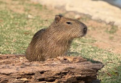 Filhote de capivara do BioParque do Rio ganha nome após votação; veja o resultado