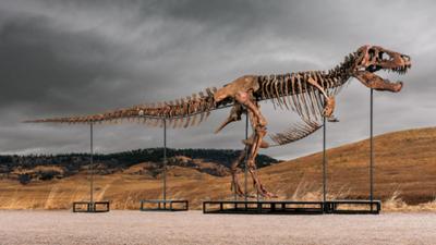 Leilão recorde: T.Rex é vendido por US$ 50 milhões