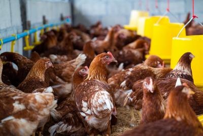 Minas Gerais descarta 450 toneladas de ovos férteis por risco de gripe aviária