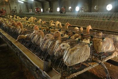 Brasil proíbe produção e venda de foie gras