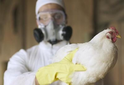Governo suspende feiras com aglomeração de aves para evitar disseminação de gripe aviária