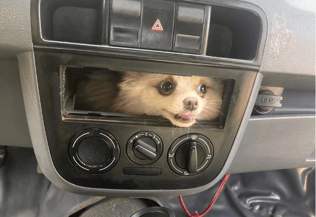 Cadela fica presa em painel de carro e é resgatada por bombeiros em Luziânia (GO)