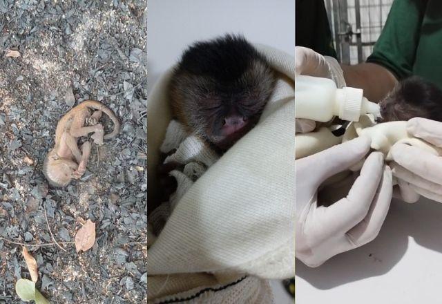 Filhote de macaco-prego é resgatado de incêndio no Pantanal; veja fotos