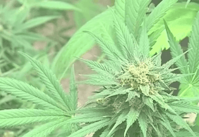 Skunk: droga potente aparece em apreensões em todo o país