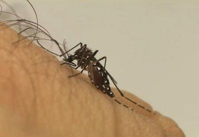 Menino de 12 anos e idosa morrem por dengue em São Paulo