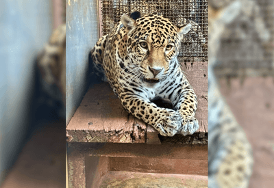 Onça-pintada chega de avião a zoológico em plano de conservação da espécie