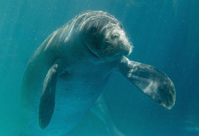 DNA da floresta: estudo genético promete preservar espécies e impulsionar a bioeconomia