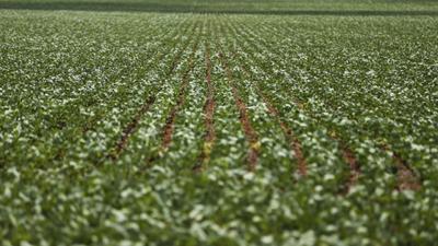 Ampliar seguro rural evitaria dívidas no agro, diz economista