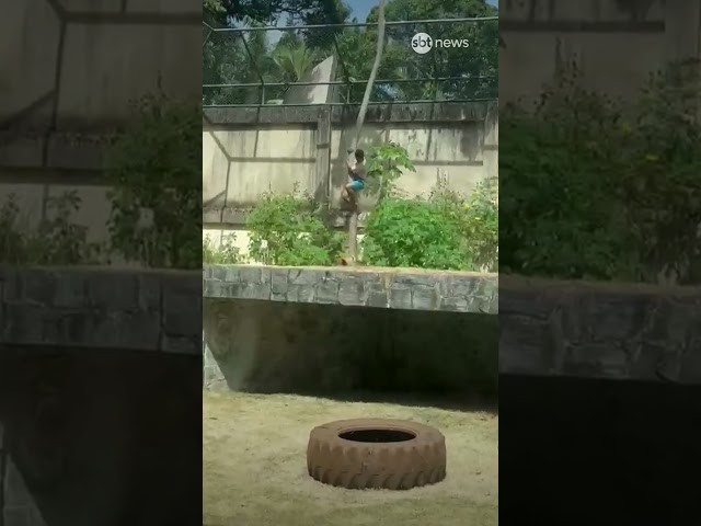 Homem morre ao invadir jaula de leoa em zoológico de João Pessoa (PB)