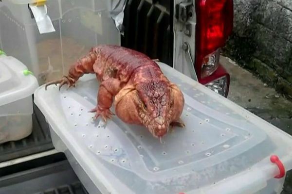 Imagem da noticia Biólogo é preso em São Paulo acusado de tráfico de animais