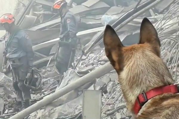 Imagem da noticia Conheça o trabalho dos cães que ajudam os Bombeiros nas buscas