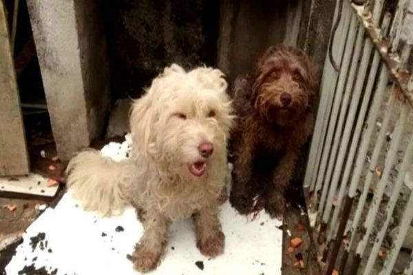 Imagem da noticia Cuidadora de animais morre ao salvar vários cães de incêndio