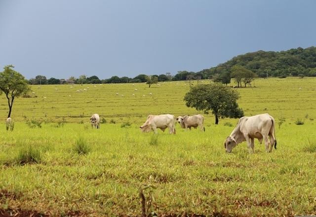 Imagem da noticia União Europeia formaliza veto à carne brasileira 