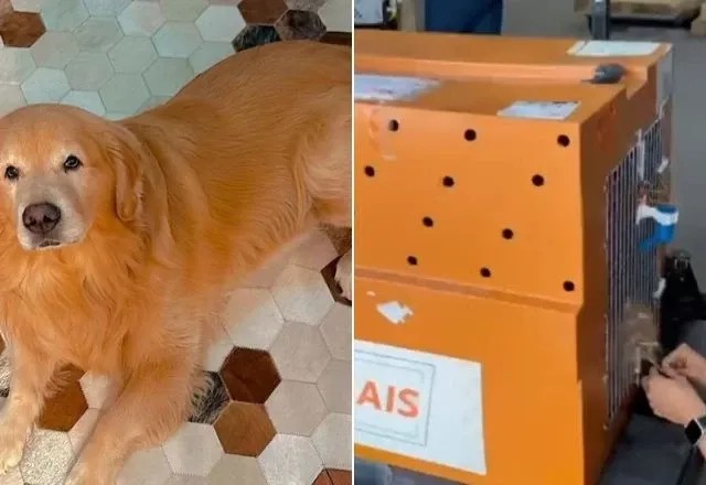 Imagem da noticia Novas regras para transporte de pets em avião serão anunciadas nesta quarta (30) 