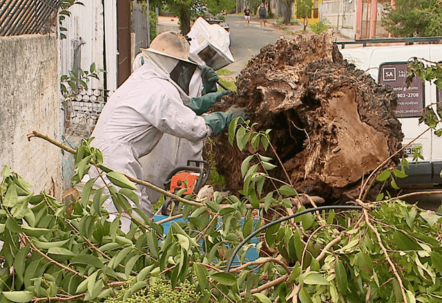 Imagem da noticia Com a chegada da primavera, cresce o número de abelhas nas cidades do RS