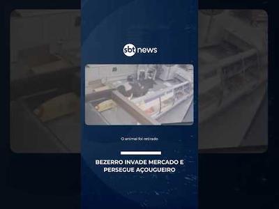 Flagra: Bezerro invade mercado e persegue açougueiro | #SBTNoticias Flagra: Bezerro invade mercado e persegue açougueiro | #SBTNoticias