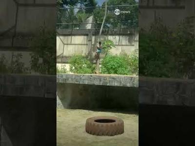 Homem morre ao invadir jaula de leoa em zoológico de João Pessoa (PB) Homem morre ao invadir jaula de leoa em zoológico de João Pessoa (PB)