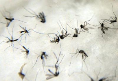 Niterói praticamente zera casos de dengue com projeto de mosquito modificado Niterói praticamente zera casos de dengue com projeto de mosquito modificado