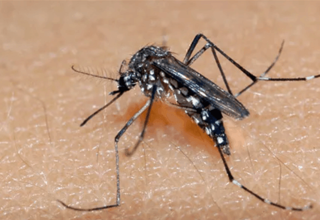 Imagem da noticia Chikungunya: o que é doença que teve primeira morte registrada em São Paulo em 2025?