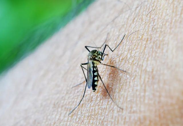 Imagem da noticia Brasil ultrapassa 1,5 mil mortes por dengue em 2024