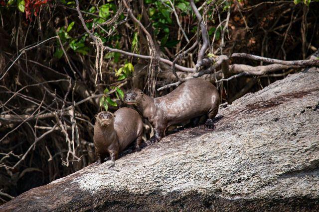 Filhotes de ariranha são registrados pela primeira vez em câmeras da Usina de Belo Monte Filhotes de ariranha são registrados pela primeira vez em câmeras da Usina de Belo Monte