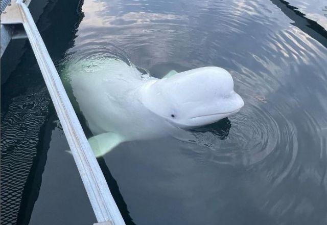 Baleia beluga que seria "espiã russa" é encontrada morta no mar da Noruega Baleia beluga que seria "espiã russa" é encontrada morta no mar da Noruega