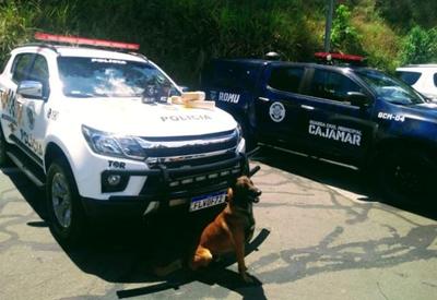 Cão da polícia encontra drogas em bicho de pelúcia em São Paulo; vídeo Cão da polícia encontra drogas em bicho de pelúcia em São Paulo; vídeo