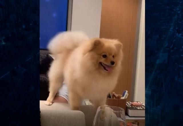 Imagem da noticia SP: Cachorro morre em hotel para pets e família aponta negligência