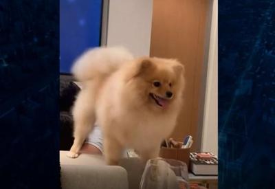 SP: Cachorro morre em hotel para pets e família aponta negligência SP: Cachorro morre em hotel para pets e família aponta negligência