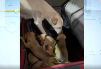 RS: Cadela e seis filhotes são abandonados dentro de mala em rodovia RS: Cadela e seis filhotes são abandonados dentro de mala em rodovia