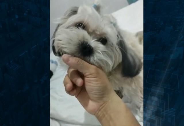 Imagem da noticia Família pede justiça após cachorra morrer em clínica veterinária de Osasco (SP)