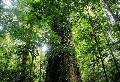 Após decreto de Lula, Noruega anuncia reativação do Fundo Amazônia Após decreto de Lula, Noruega anuncia reativação do Fundo Amazônia