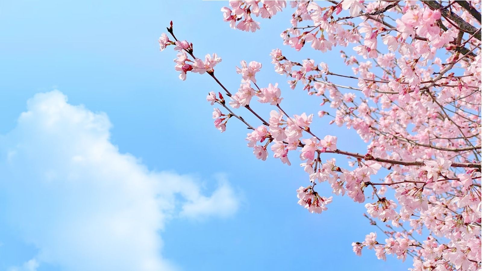 Imagem da noticia Começa a temporada de flores de cerejeira no Japão
