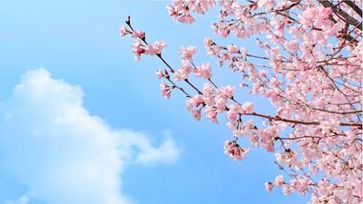Começa a temporada de flores de cerejeira no Japão  Começa a temporada de flores de cerejeira no Japão
